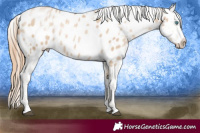Horse Color:White Spotted Smoky Black Snowdrop Sabino Blanket