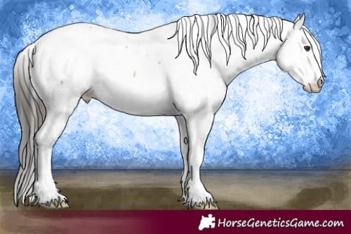 Horse Color:White Spotted Liver Chestnut Sabino Appaloosa 