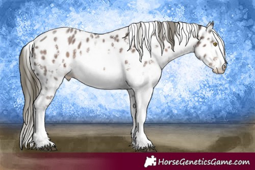 Horse Color:White Spotted Liver Chestnut Mushroom Sabino Appaloosa 