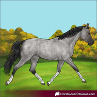 Horse Color:Grullo Roan Tobiano 