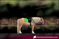 Horse Color:Gold Champagne