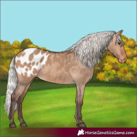 Horse Color:Silver Brown Dun Appaloosa 