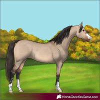 Horse Color:Bay Dun Rabicano
