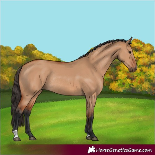 Horse Color:Bay Dun Rabicano