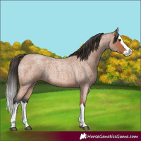Horse Color:Bay Roan Splash Rabicano