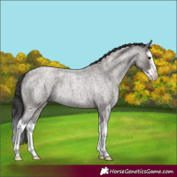 Horse Color:Smoky Grullo Roan Splash 