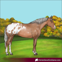 Horse Color:Silver Brown Pearl Sabino Appaloosa Rabicano 