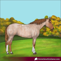 Horse Color:Red Roan Tobiano 