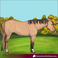 Horse Color:Red Dun and Bay Dun