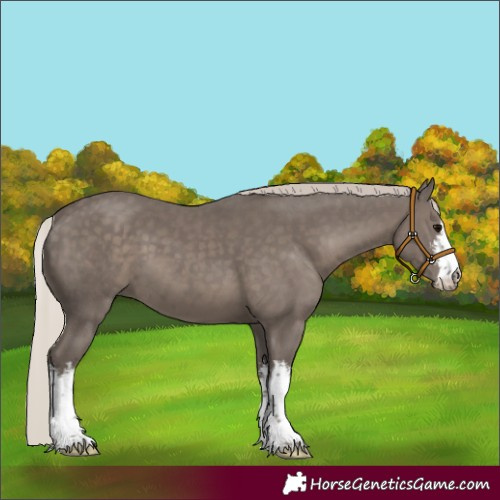 Horse Color:White Spotted Silver Black