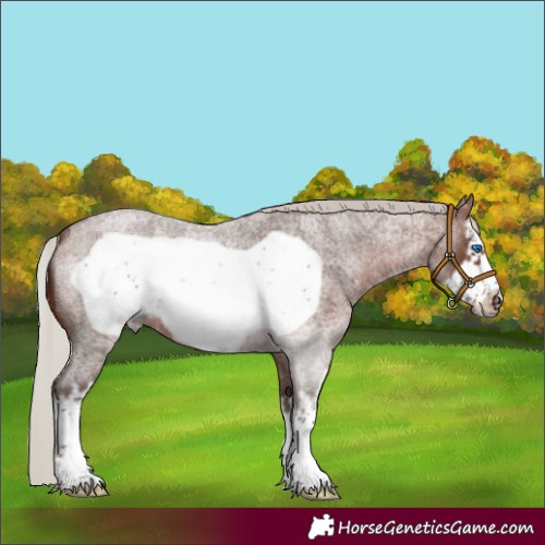 Horse Color:White Spotted Silver Brown Roan Frame