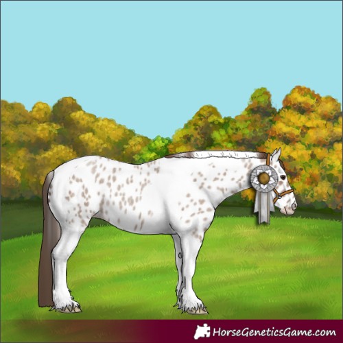 Horse Color:Classic Champagne Roan Tobiano Appaloosa 