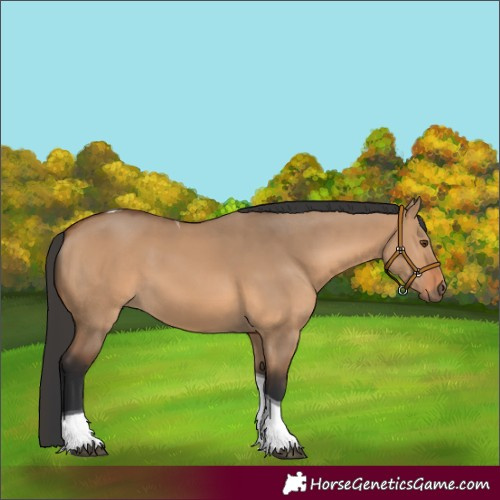 Horse Color:Bay Dun Tobiano 