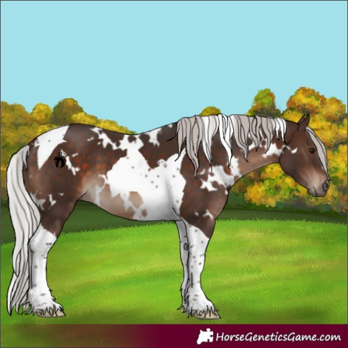 Horse Color:White Spotted Silver Brown Tobiano 