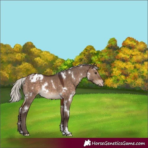 Horse Color:White Spotted Silver Brown Dun Appaloosa 