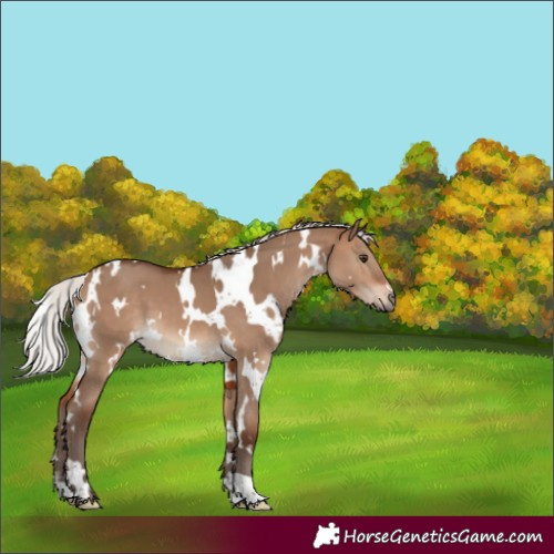 Horse Color:White Spotted Silver Brown Dun 