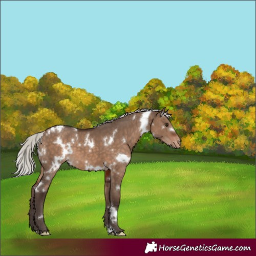 Horse Color:White Spotted Silver Brown Dun Appaloosa 