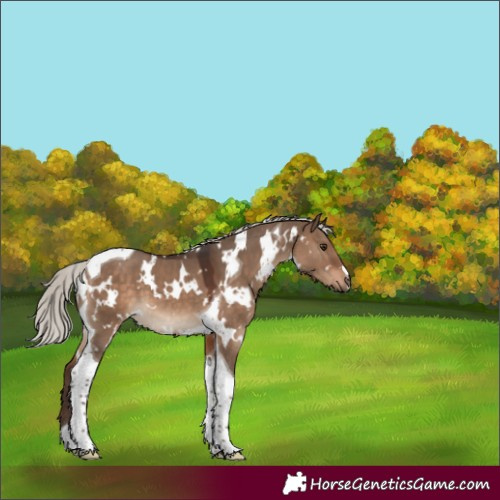 Horse Color:White Spotted Silver Brown Dun Tobiano