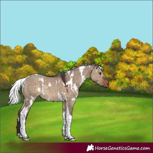 Horse Color:White Spotted Silver Brown Dun Tobiano 