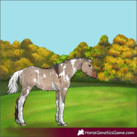 Horse Color:White Spotted Silver Brown Dun Tobiano 