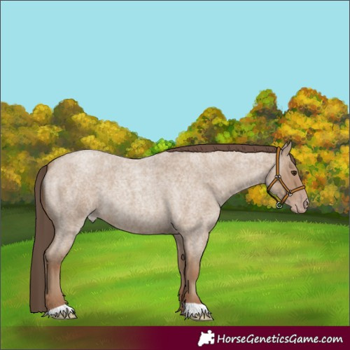 Horse Color:Classic Champagne Roan