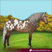 Horse Color:Gray Silver Brown Dun Appaloosa