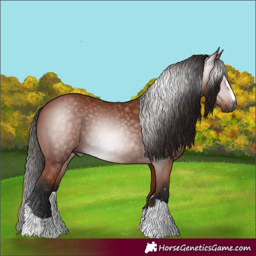 Horse Color:Gray Bay 