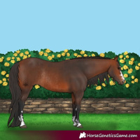 Horse Color:Bay Rabicano  and Bay Rabicano 