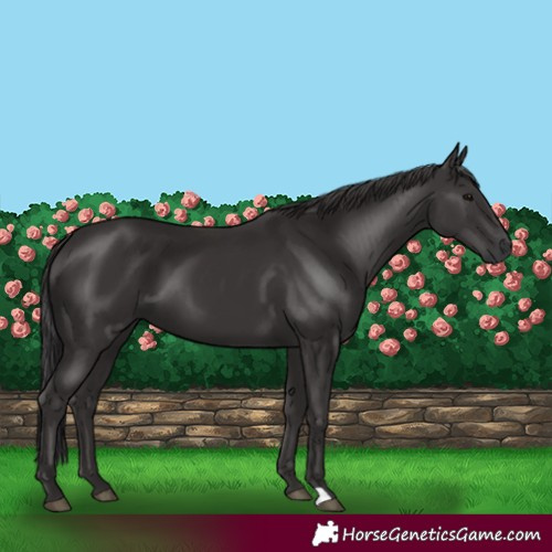 Horse Color:Smoky Black
