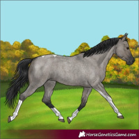 Horse Color:Grullo Roan Tobiano