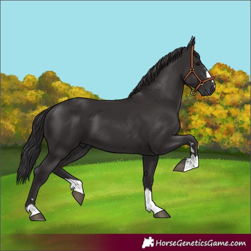 Horse Color:Smoky Black 