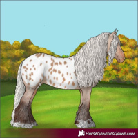 Horse Color:Silver Brown Dun Appaloosa 