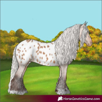 Horse Color:Silver Brown Dun Appaloosa 