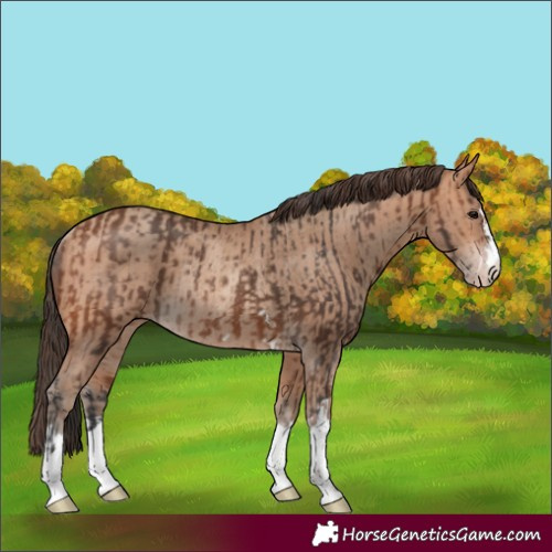 Horse Color:Bay Rabicano and Amber Champagne Rabicano