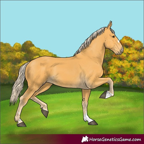 Horse Color:Unknown 
