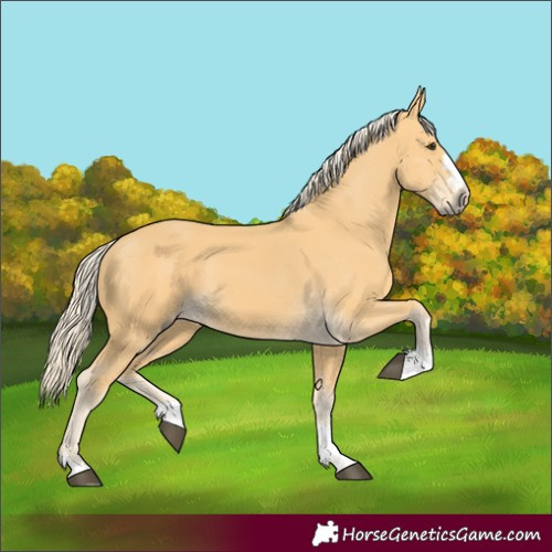 Horse Color:Unknown 