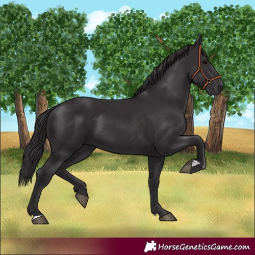 Horse Color:Smoky Black 