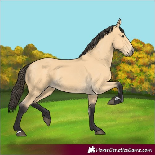 Horse Color:Unknown 