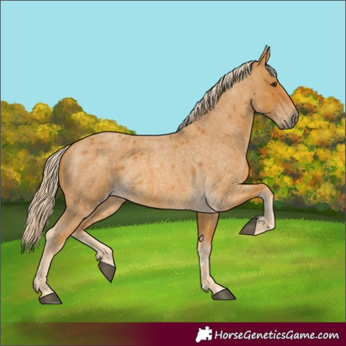 Horse Color:Unknown 