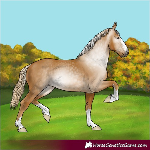 Horse Color:Unknown 