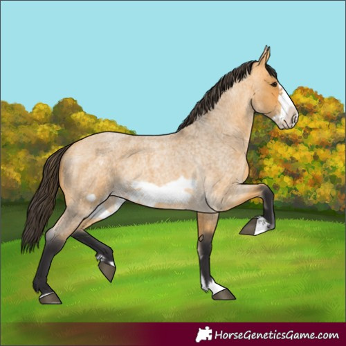 Horse Color:Unknown 