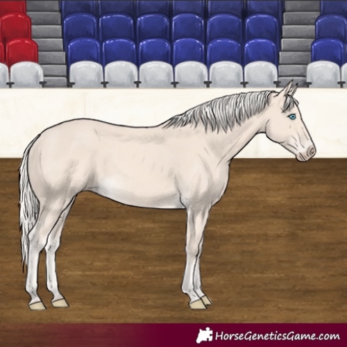 Horse Color:Cremello