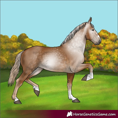Horse Color:Unknown 