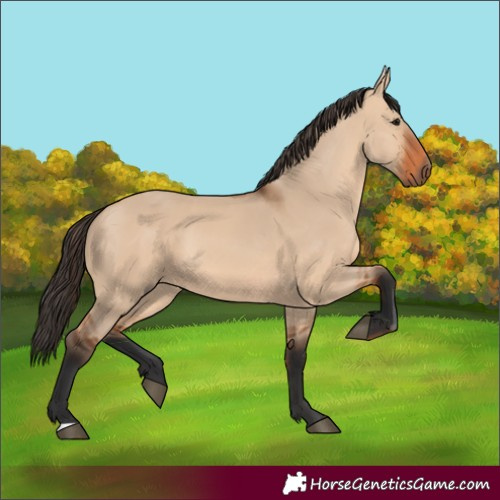 Horse Color:Unknown 