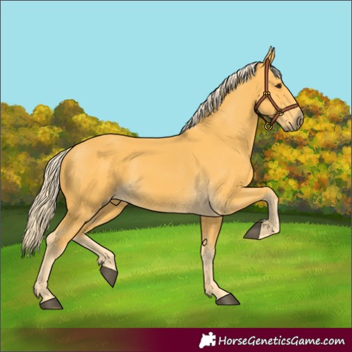 Horse Color:Unknown 