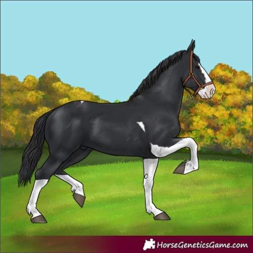 Horse Color:Unknown 