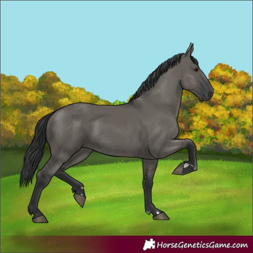 Horse Color:Unknown 