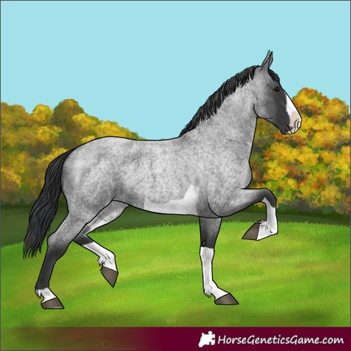 Horse Color:Unknown 