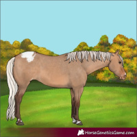 Horse Color:Silver Brown Dun Varnish 