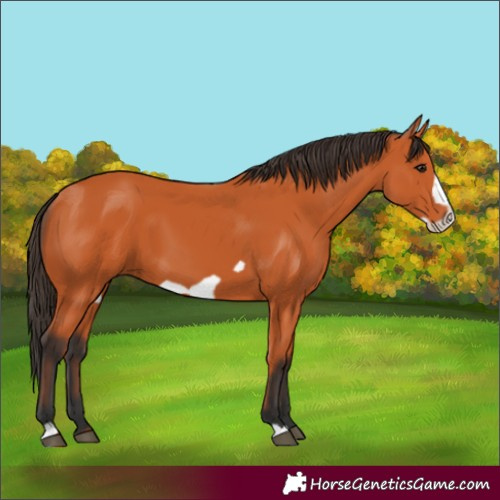 Horse Color:Bay Frame 